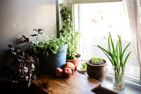Window Garden| Food Styling and Photography Ashley Halas Photography Hamilton New Jersey